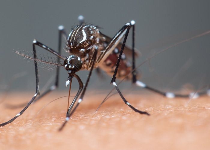 Vigilância genômica mundial para os arbovírus