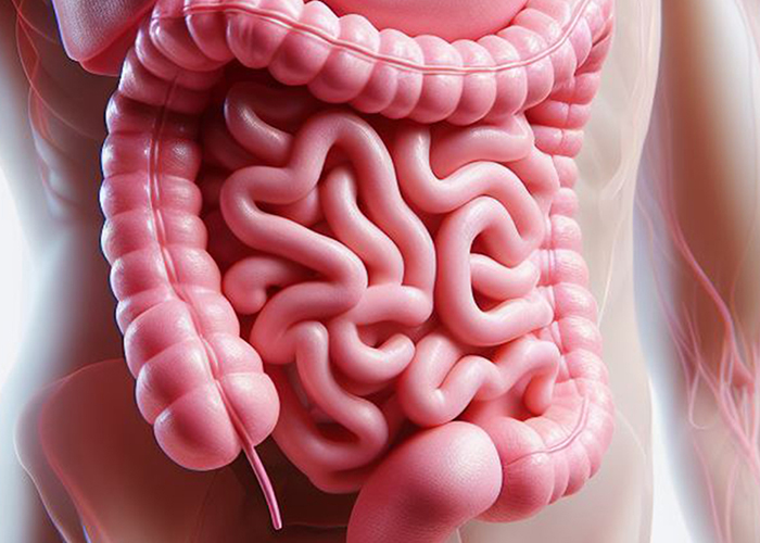 Trato gastrointestinal de adultos saudáveis