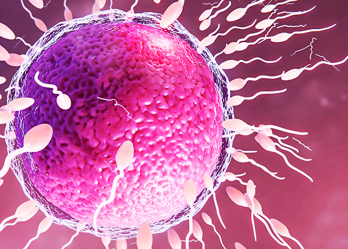 Doação de gametas é desconhecida