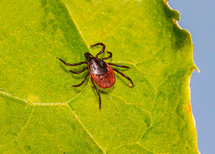 Carrapato transmissor da febre maculosa