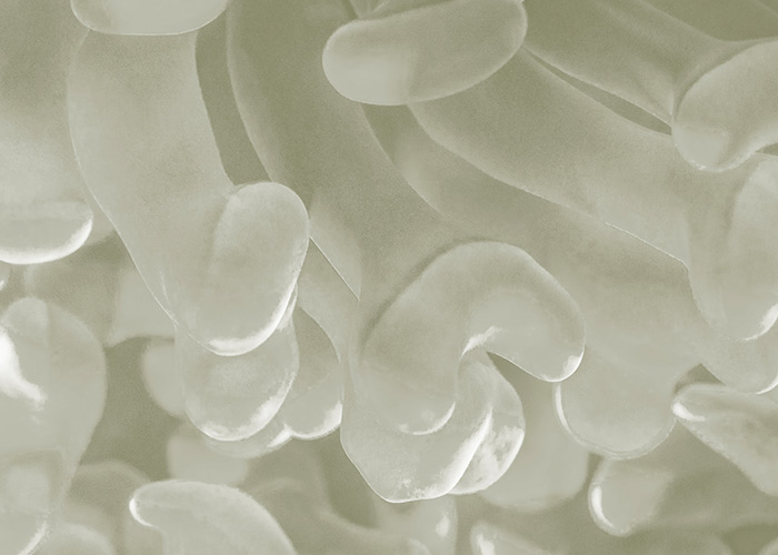 Ciência dos probióticos em simpósio internacional