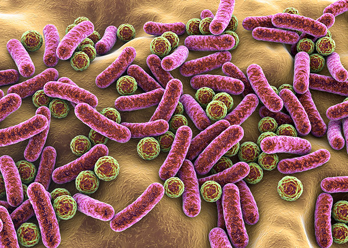 Presença de resíduos GlcNAc em LCPS-1