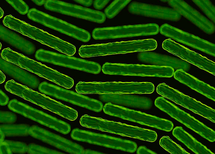 Equilíbrio das bactérias intestinais