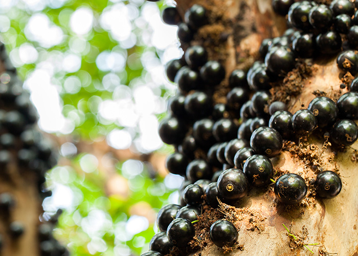 Casca da jabuticaba