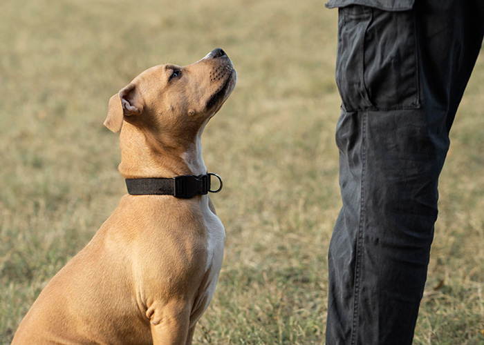 Cães farejadores e o vírus da Covid-19