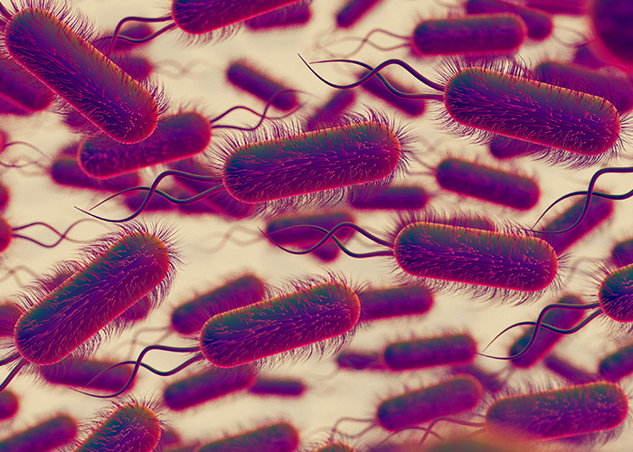 Microbiota intestinal