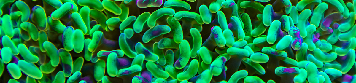 Doença renal crônica