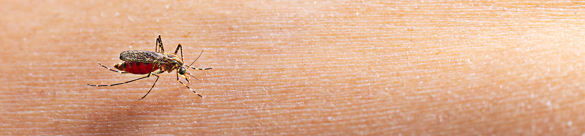 Proteína do vírus da dengue