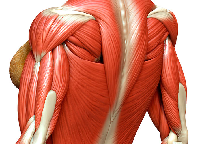 Tecidos musculoesqueléticos