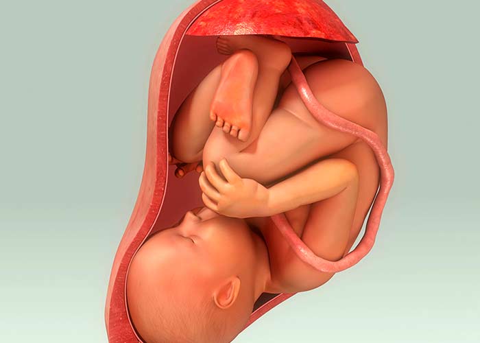 A placenta é uma membrana amniótica