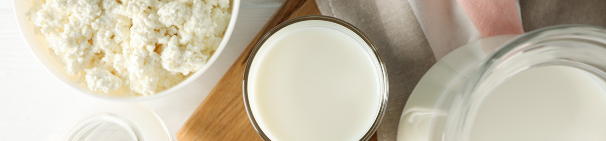 Lacticaseibacillus paracasei Shirota