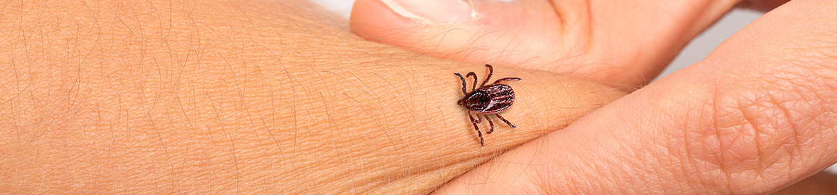 Cardiomiopatia chagásica crônica