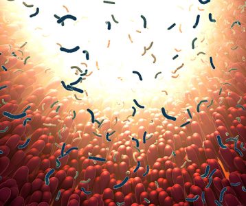 materia-da-edicao-fatores-imunologicos-e-diversidade-da-microbiota-intestinal A imunossenescência é um processo de deterioração