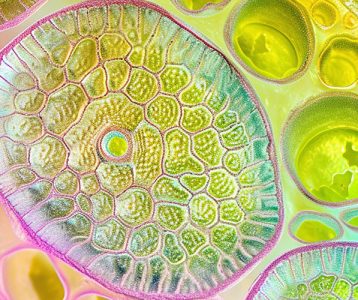 super-saudavel-edicao104-artigo-cientifico-analise-experimental-de-LCPS-1-e-PS-PG1 LcS foi cultivado no meio MRT