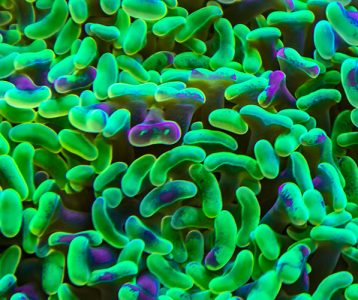 Doença renal crônica