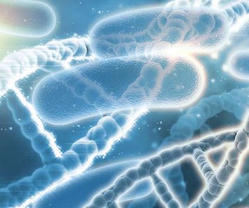 Lactobacillus casei Shirota