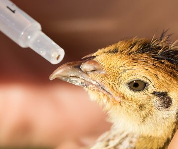 super-saudavel-materia-da-edicao-estudo-sugere-probioticos-para-aves Crescimento geral das aves