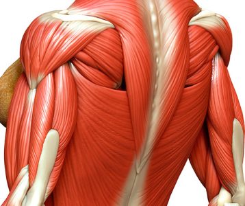 super-saudavel-materia-da-edicao-incentivo-a-doacao-de-tecidos-musculoesqueleticos Tecidos musculoesqueléticos