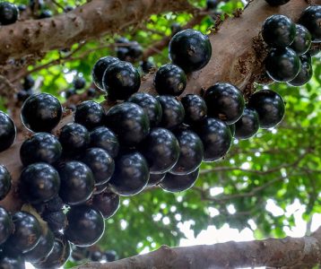 super-saudavel-materia-da-edicao-novas-frentes-investigam-declinio-cognitivo-e-saude-intestinal Extrato da casca da jabuticaba