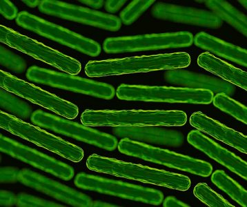 super-saudavel-materia-da-edicao-o-papel-dos-probioticos-na-homeostase Equilíbrio das bactérias intestinais