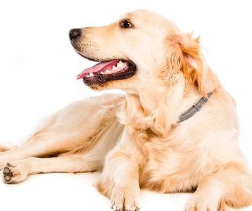 super-saudavel-materia-da-edicao-o-poder-farejador-dos-caes O poder farejador dos cães