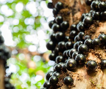 super-saudavel-materia-da-edicao-potencial-da-casca-no-tratamento-de-doencas Casca da jabuticaba