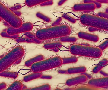 Microbiota intestinal