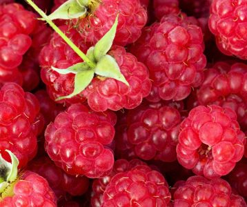 super-saudavel-nutricao-polifenois-da-framboesa-e-doenca-neurodegenerativa Os polifenóis da framboesa e doenças neurodegenerativas