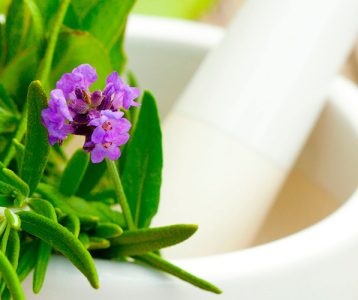 destaque-super-saudavel-saude-cuidados-na-utilizacao-de-plantas-medicinais destaque-super-saudavel-saude-cuidados-na-utilizacao-de-plantas-medicinais