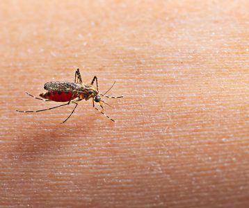 super-saudavel-tecnologia-inovacao-para-deteccao-da-dengue Proteína do vírus da dengue