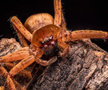 destaque-super-saudavel-tecnologia-veneno-de-aranha-marrom Soro antiveneno contra loxoscelismo