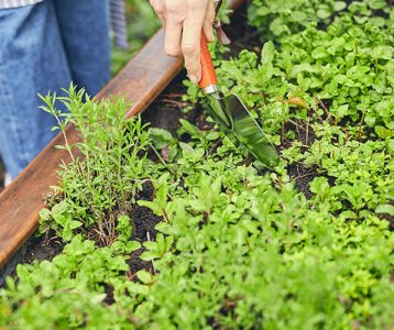 destaque-vida-saudavel-super-saudavel-horta-caseira Cultivar várias espécies em casa